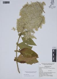 Iresine grandis image